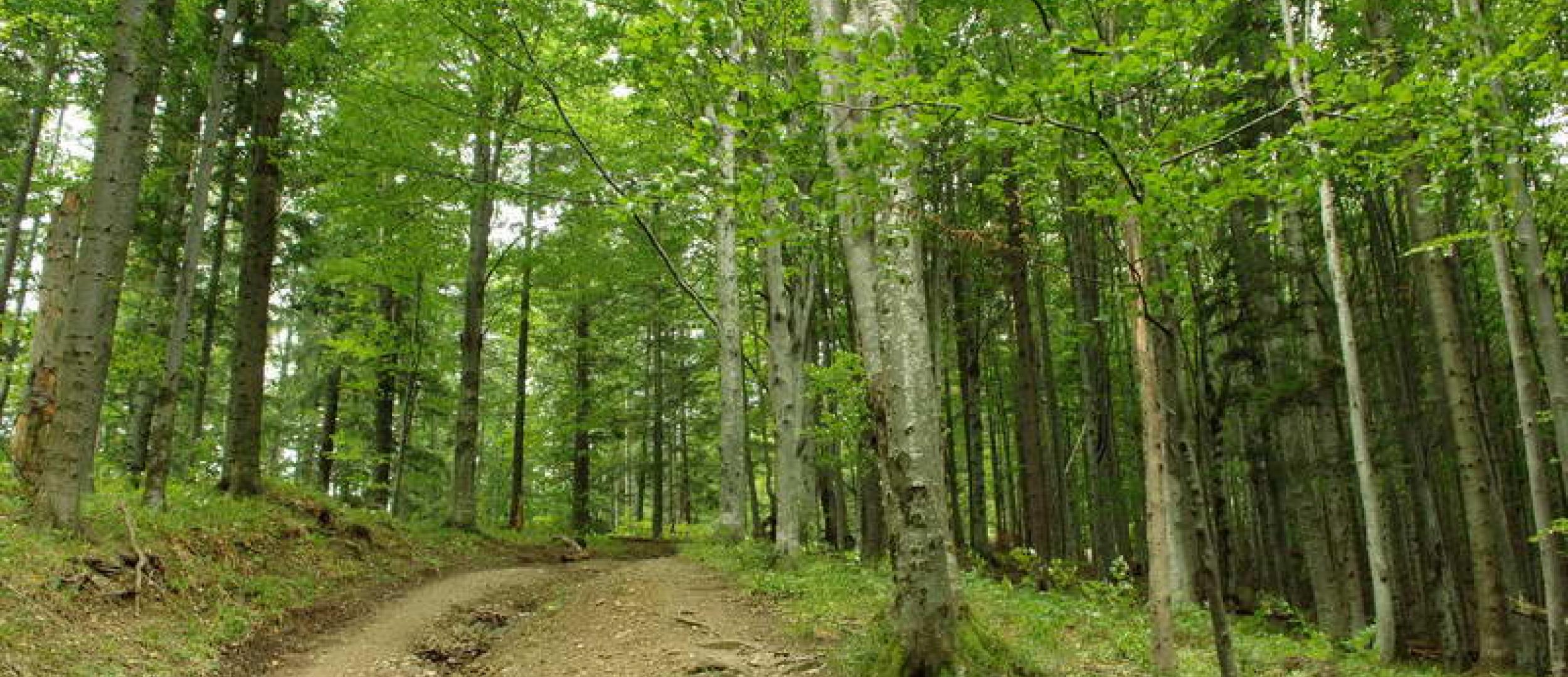 Кодры леса Молдовы